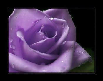 Purple Rose - A rose to say thanks for best response!