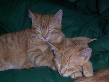 Male Ginger Twin Cats on their Blanket - Our twin male cats Tigger and Tee-Tooh sleeping between my hubby and me on the coach.on their blanket. They are a great comfort when they lie close to us..their energy is soothing and calming.