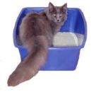 Litter box for dogs? - cat in litterbox