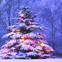 Christmas tree - Picture of a Christmas Tree