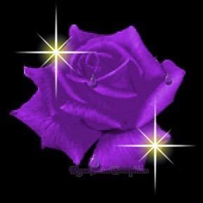 Purple Rose - a purple rose to say thanks for best response!