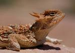 I hate reptiles - Lizards and reptiles