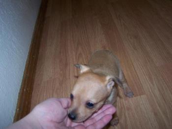 Leon - This is when my dog Leon was 2 months old. He's 8 months old now. Leon - This is when my dog Leon was 2 months old. He's 8 months old now.
