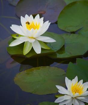 Water Lily - Water lily growing in a pond