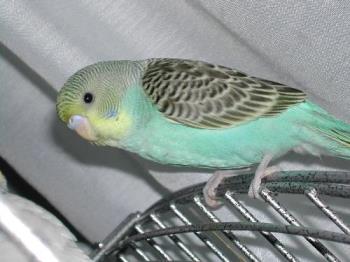 Parakeet - Picture of a parakeet