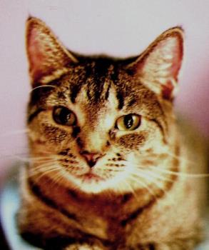 Photo of my Kissy - photograph of my current tabby cat, Kissy