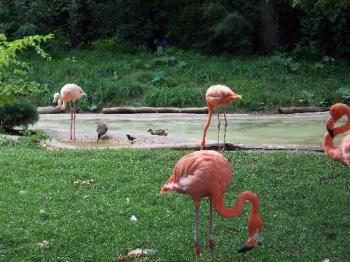 Flamingos - Flamingos at the Columbus, OH zoo.