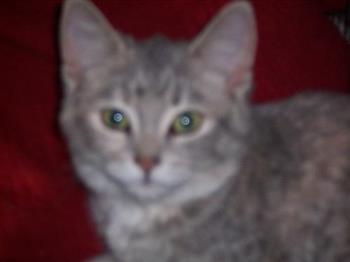Our Gray Tabby Ellie - This our female gray cat named Ellie around 4 months old.