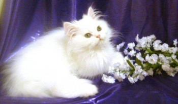 Persian - This looks like my ca, except my cat has one blue eye and one yellow eye. 