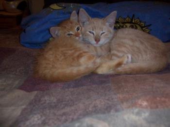 Two kittens snuggling together - This photo is of 2 of our 5 cats...when they were kittens. The smallest male orange ginger cat is Teeh-Too..he has a bigger twin brother named Tigger. The beige one is a male named Nova. We had just brought them home from the barn where they were raised and they were snuggling together for comfort. 