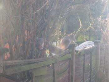 My garden visitor - Squirrels visit regularly