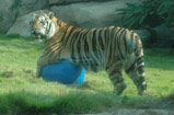 Mike the Tiger and his ball - Mike VI playing with his ball.