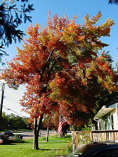 Red Maple - taken Today Thursday 