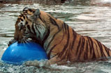 Mike VI Playing - This is Mike VI playing with his big ball.