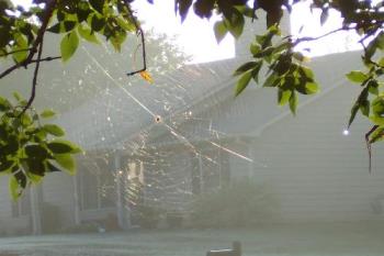 little spider, big web - the little fella that built a web in my tree. little spider, big web - the little fella that built a web in my tree.