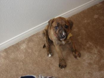 puppy - puppy Miss Brittney boxer/lab mix