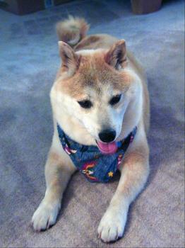 Miko posing - This is a Shiba Inu