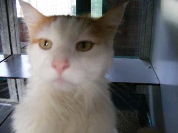 Sylvester from the pet shelter - The beautiful Sylvester that we will take from the shelter today
