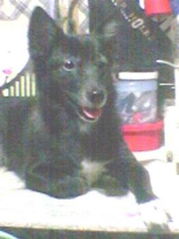 whoopie her favorite pose - she is my lovely dog who loves to pose infron of the pictures. whoopie her favorite pose - she is my lovely dog who loves to pose infron of the pictures.