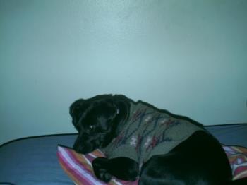 Trixie - Here&#039;s a picture of Trixie. She&#039;s so spoiled she insists on sleeping on the bed, and using a pillow even.