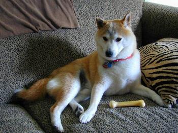 Miko posing. - Miko was such a beautiful dog, this is a picture of him in his prime, when he wasn&#039;t sick. I like to remember my old fellow this way! 