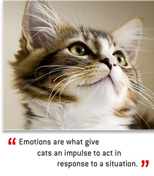cute cat - cute cat, definition of emotion