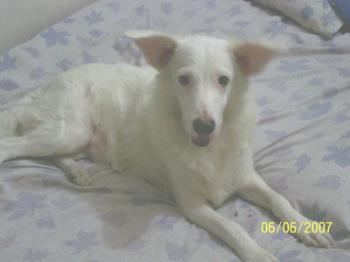 Casper - Our lovable pet dog.