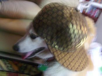 Miko's hat - Miko wearing my daughters hat. Miko's hat - Miko wearing my daughters hat.