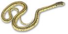 Snakes? ewwww! - garter snakes