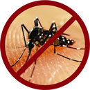 Anti Aedes Mosquito - Dengue fever is caused by aedes mosquities
