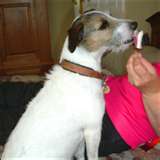 Sharing Ice Cream - Sharing ice cream or any food with you dog. Letting them lick your mouth or eat off your dinner plates. 