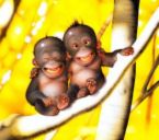 I luv baby monkeys - monkeys sitting in a tree