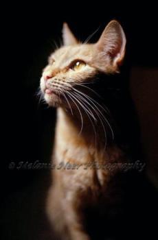 Photo Of Taffy - One of my former orange tabby cats
