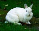 a cute white rabbit - rabbit on the grass