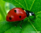 Ladybug - A cute little lady bug.