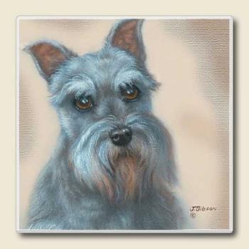 Schnauzer - The most wonderful little dogs... good friends, long lives, and they don&#039;t shed!