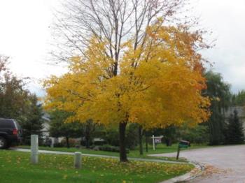Great color - I love the yellow of the leaves.