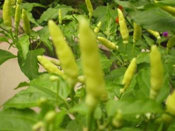 Green chillies - The hottest spice.