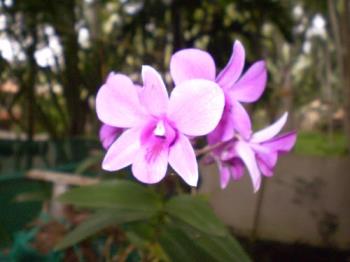 Sonia - Orchid - Its all over my garden.Is it so common? I have seen it bloomed all the time.
