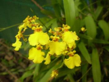 Dancing girl-Orchid - A beautiful flower of an orchid.It is called so as its petals conform the shape of a girl dancing.