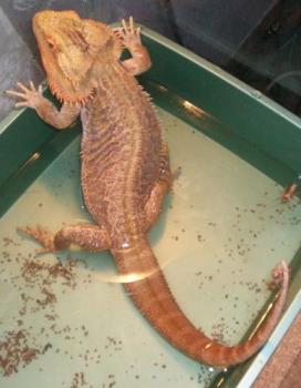 Our Lizard - This is our Bearded Dragon Piston