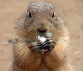 squirrel - squirrel... looking at you