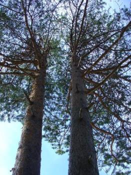 Two Friends - Took a pic of these trees in downtown Sodankylä, Finland. 