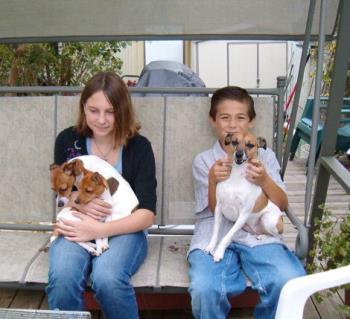 Rat Terriers - Our niece and nephew with the Rats... the big grrl on the right, and the smallest in front on the right are ours... the one in the back on the left is my sis&#039;s.