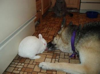 animals licking photos - My dog is licking my rabbit