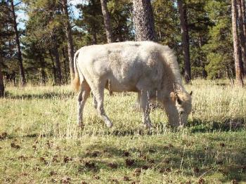 White Buffalo Calf - The White Buffalo Calf is espeically sacred to the Native American Plains Indians.