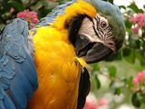 Parrot - Aren't they beautiful birds? Smart as a whip too! Parrot - Aren't they beautiful birds? Smart as a whip too!