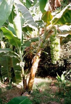 Banana Tree - Bananas can be helpful for a whole variety if conditions.