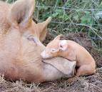 Pigs - A picture of a pig and her baby.