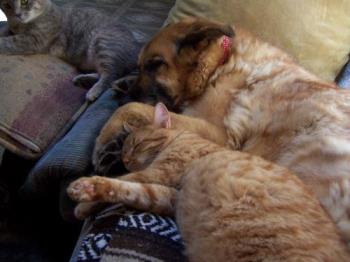 Cats and Dogs Do Get Along - This photo was taken of Tasha our Lab/Shepherd 16 plus female dog lying with two of our 5 cats. The gray one at the top is Ellie and the Ginger Orange Male is one of two male twins...Tigger. We have 2 dogs and cats and they all get along well. 